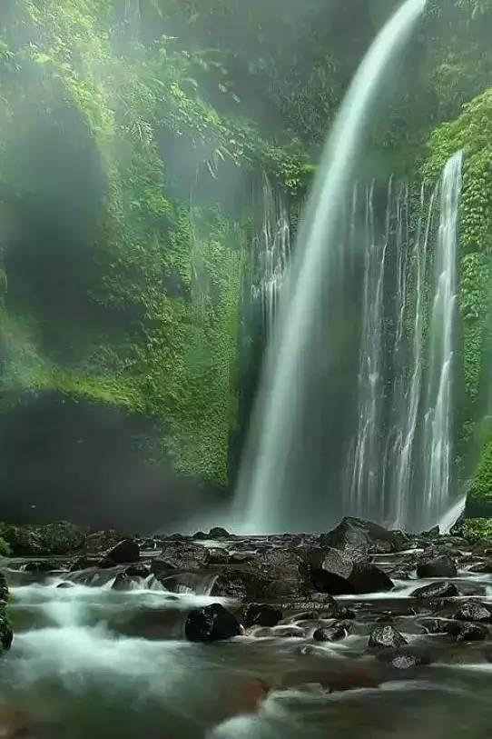 拯救毛茸茸男人